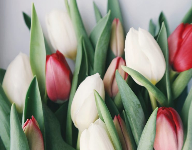 wholesale flowers - tulips