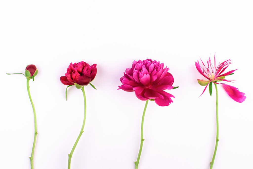 Different stages of blooming peony flower against a white background. Intended to depict vase life stages