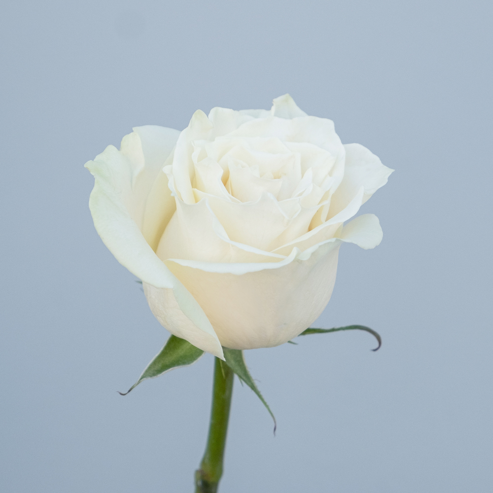 Different Types of White Roses for Weddings | Florists Supply